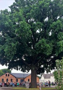 Abendsingen 2026 – Wunder Eiche